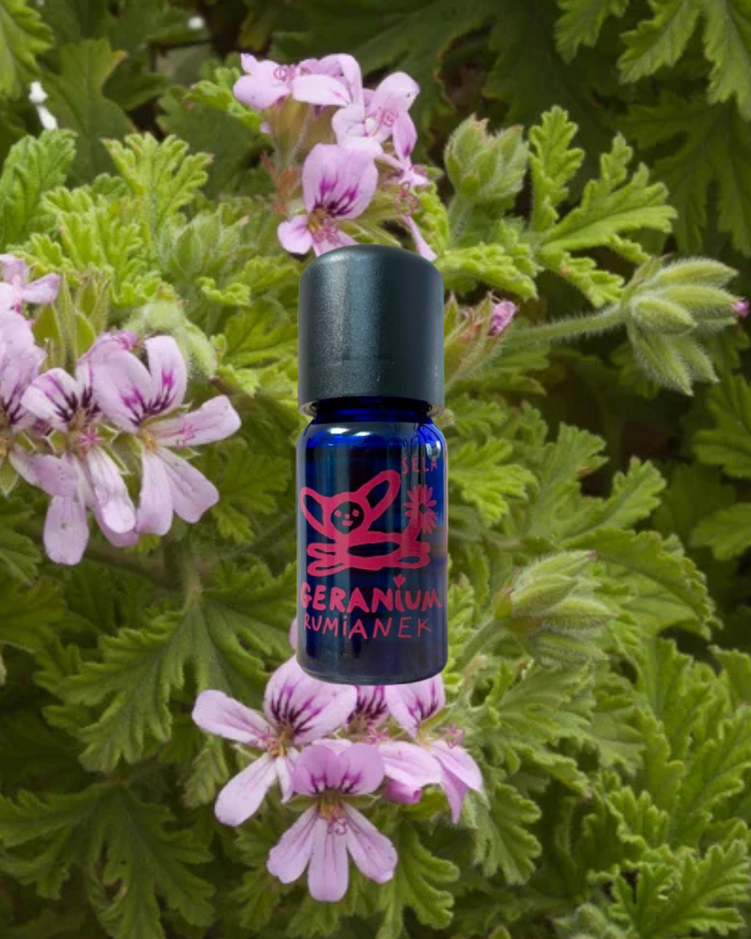 Geranium & rumianek rzymski